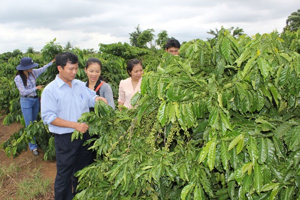 Developing coffee zones in Dak Lak province - ảnh 2